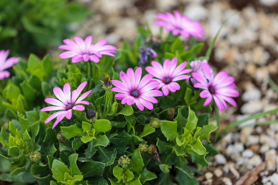 Türkiye'de daha büyüğü yok! Selçuklu Çiçek Bahçesi yeniden kapılarını açtı 4
